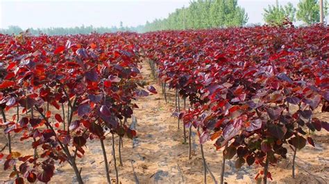 红叶苗木有哪些品种-行业新闻-中国花木网