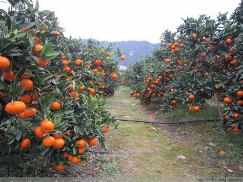 柑橘的生长习性、周期变化、需肥规律，都在这了！__凤凰网