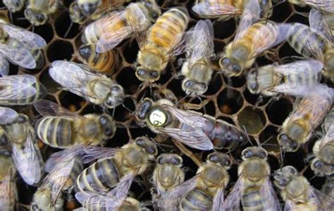 蜜蜂的生活特点、方式 、蜜蜂的生活特征、习性 - 神农千馐