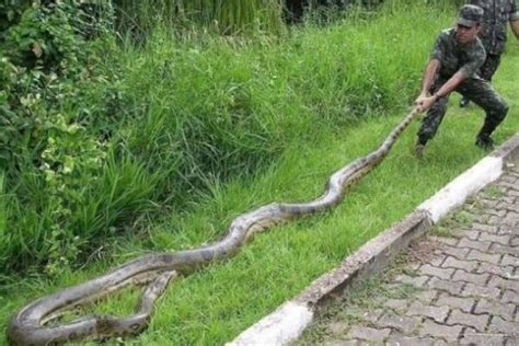 世界上最大的蟒蛇有多大?百年来最长的蟒蛇(长14米多)-小狼观天下