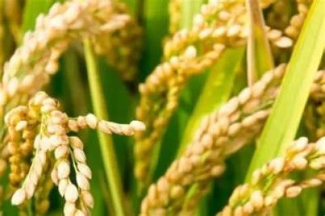 2023年水稻种什么品种最好 秒懂：2023年水稻种什么品种值钱 - 寂寞网