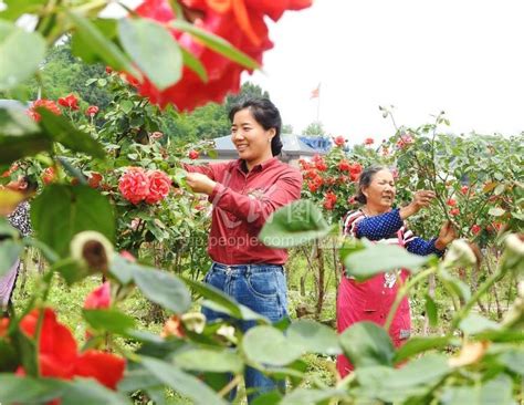 四川达州：玫瑰花开出“美丽经济”-人民图片网
