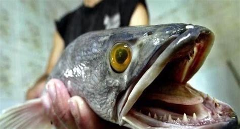 最凶猛的黑鱼和最凶猛的食人鱼，谁更厉害？为什么？