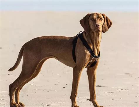 国外十种顶级纯种猎犬排名 世界上最好的猎犬品种-蔚特号