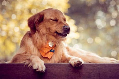 梦见狗是什么预兆(当你梦到狗狗时，你梦到的究竟是什么……) - 【爱喜匠】