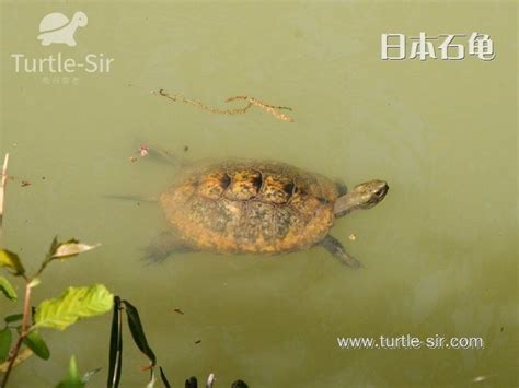石龟高清图片下载_红动中国