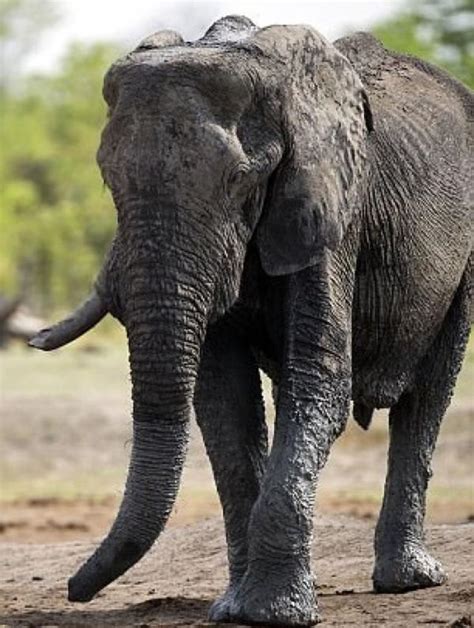 南非大象路中间做早操 动作十分滑稽_新浪图片