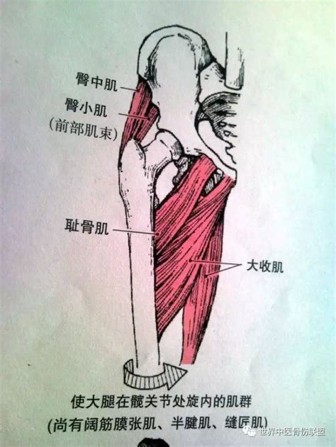 股方肌位置图片