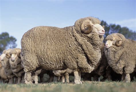 [绵羊批发]绵羊 纯种湖羊母羔价格33元/斤 - 惠农网
