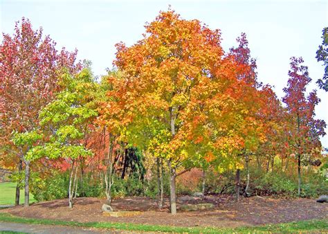 秋枫树有哪些价值 秋枫树如何种植_栽培养殖__南北花木网