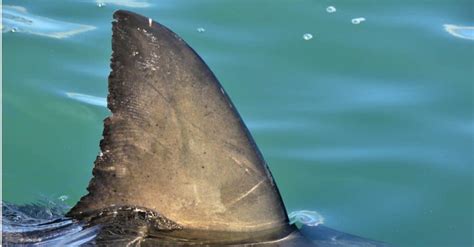 大白鲨也会得癌症 人们吃鲨鱼食物无法防癌 - 海洋财富网