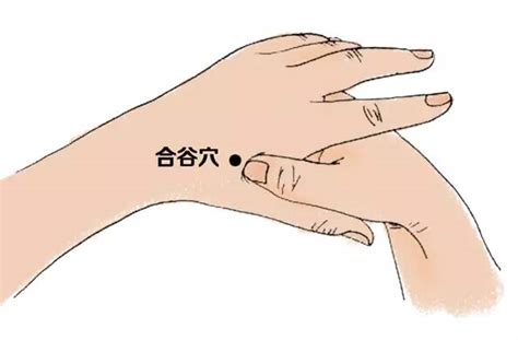 合谷位置图图片