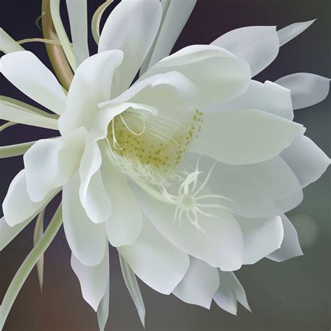 昙花图片