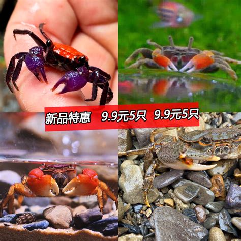怎样养螃蟹 —【发财农业网】