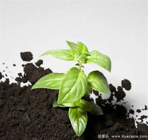 养花的土壤怎样才能变得肥沃？教你几招，让你的绿植轻松爆盆！