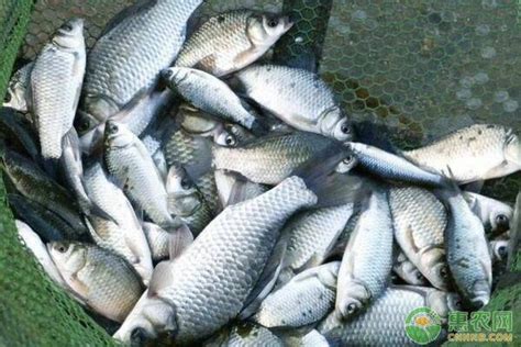 今日各种鱼价格行情走势分析 - 惠农网