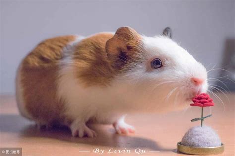 豚鼠 荷兰猪摄影图__野生动物_生物世界_摄影图库_昵图网nipic.com