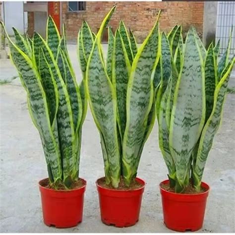 虎皮兰图片
