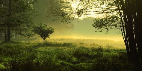 植物丛林灌木丛素材图片免费下载-千库网