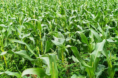 种植一亩玉米成本大致是多少？ - 农业种植网