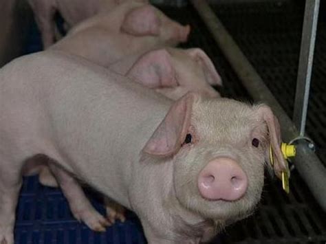 猪场常见的给药方式有哪些，它们的优缺点是什么？|气雾|药物|猪场_新浪新闻