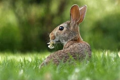 什么属相和兔相克的最厉害 什么属相和兔相配
