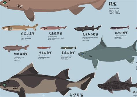 鲨鱼大图鉴 Sharks of the World – 李墨谦绘馆
