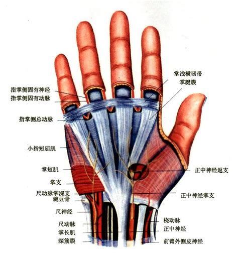 手指三个关节图,手指关节名称图,掌指关节位置图(第11页)_大山谷图库