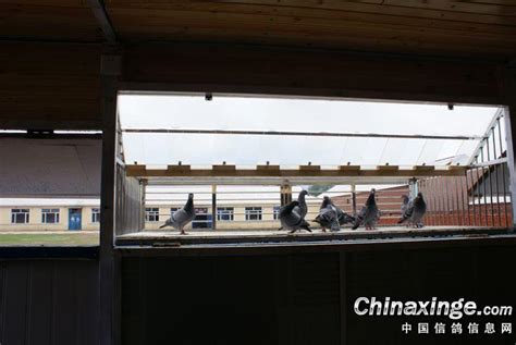 北京鸽友常贵先生的鸽舍(图)-信鸽园地-中国信鸽信息网
