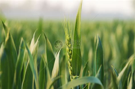 三四月份绿色小麦苗高清图片下载-正版图片501589853-摄图网