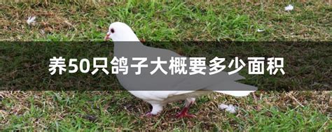 农村散养鸽子随便拍的-中国信鸽信息网相册