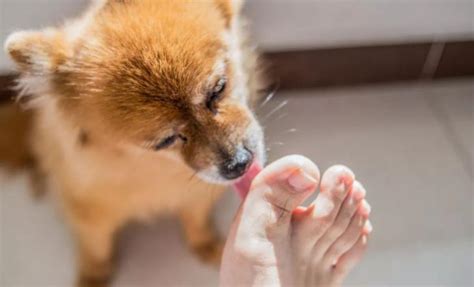 舔足图片