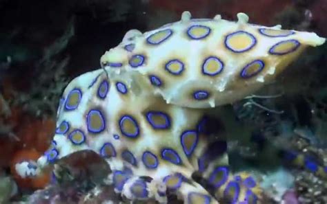 异夫蛸七腕章鱼:生活在六千米深的大章鱼(最大一米五长)