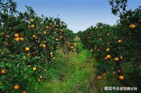 柑橘采收及采后管理