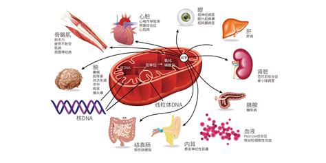 为什么癌症“偏爱”胖子？原因竟是......|胆囊癌|癌症|腹型|肥胖|超重|-健康界