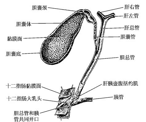 胆的生理功能_有来医生