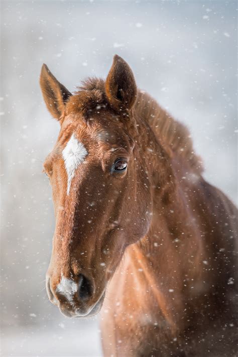 骏马图片-雪中奔跑的骏马素材-高清图片-摄影照片-寻图免费打包下载