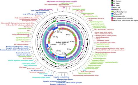 项目文章|病毒全基因组测序助力解析噬菌体SQ17抗大肠杆菌机制 - 武汉贝纳科技服务有限公司