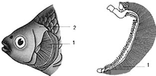 如图是鱼鳃的结构图.并且通过你对鲫鱼的观察.回答下列问题:(1)鱼的口和鳃盖后缘交替张合.进入鳃的水分富含氧气.流出鳃的水分二氧化碳含量相对 ...