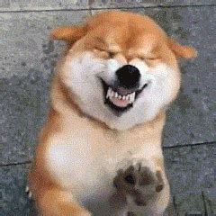 好玩的图片
