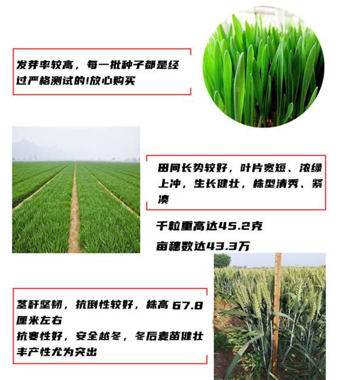 高产水稻观摩 助力粮食增收安徽省华阳河农场
