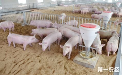 智能养猪可靠吗？智能养猪场生产流程管理要点有哪些？ - 知乎