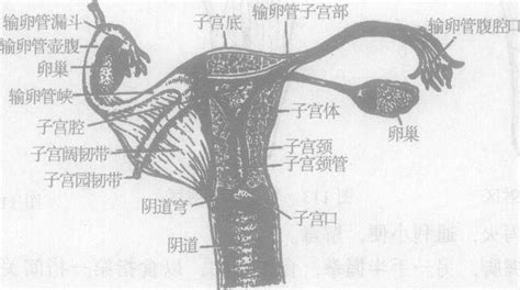 女性生殖系统解剖ppt模板_卡卡办公