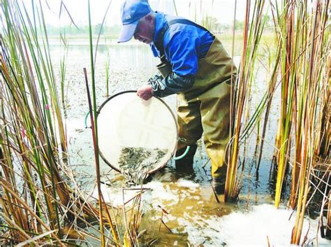 3000斤鱼苗放养巢湖湿地水域