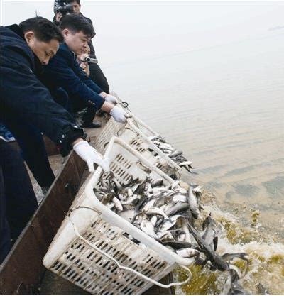 2014年度安徽巢湖增殖放流启动 累计投放2.2亿尾鱼苗_水产快讯（增殖放流）_水产养殖网