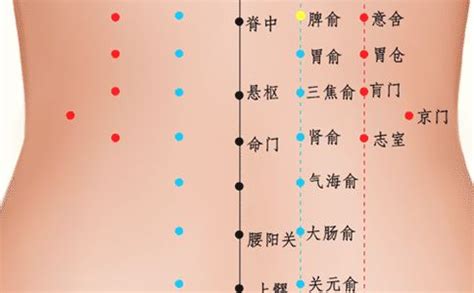 脾俞的准确位置图图片 脾俞的准确位置图图片