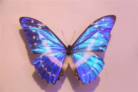 中国古典蝴蝶艺术形态展 - 每日环球展览 - iMuseum