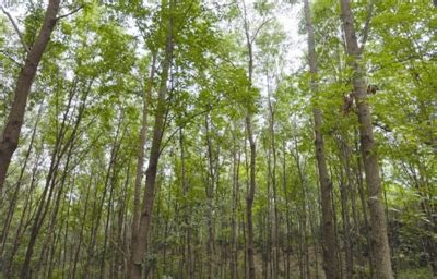 滁州市打造国家级麻栎产业示范区 未来将建成50万亩_安徽频道_凤凰网