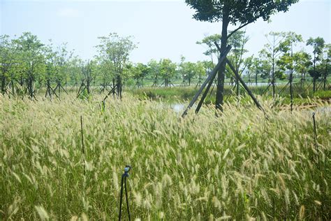 来！国庆打卡冯家江滨海湿地公园最新的网红花海：狗尾巴草
