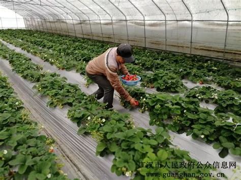 安徽界首：采摘草莓 供应市场-人民图片网